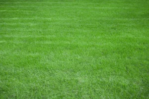 saturated leach field